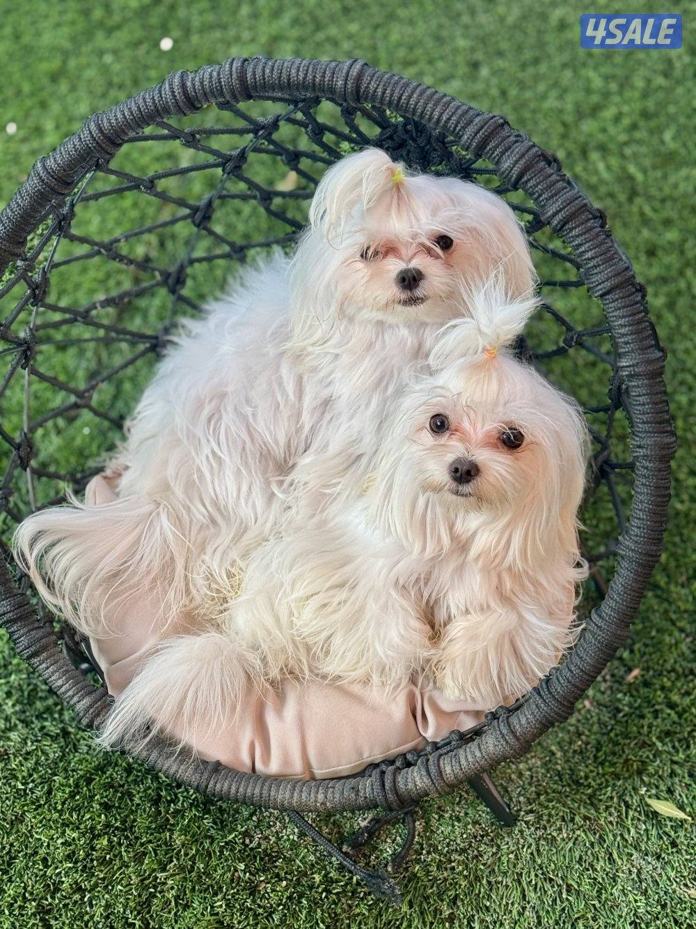 للبيع كلاب مالتيز ذكر وانثى3