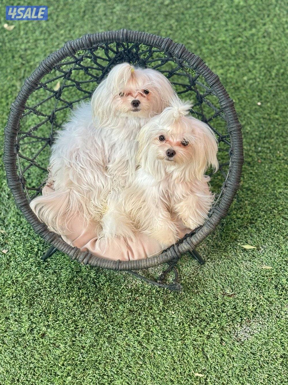 للبيع كلاب مالتيز ذكر وانثى4