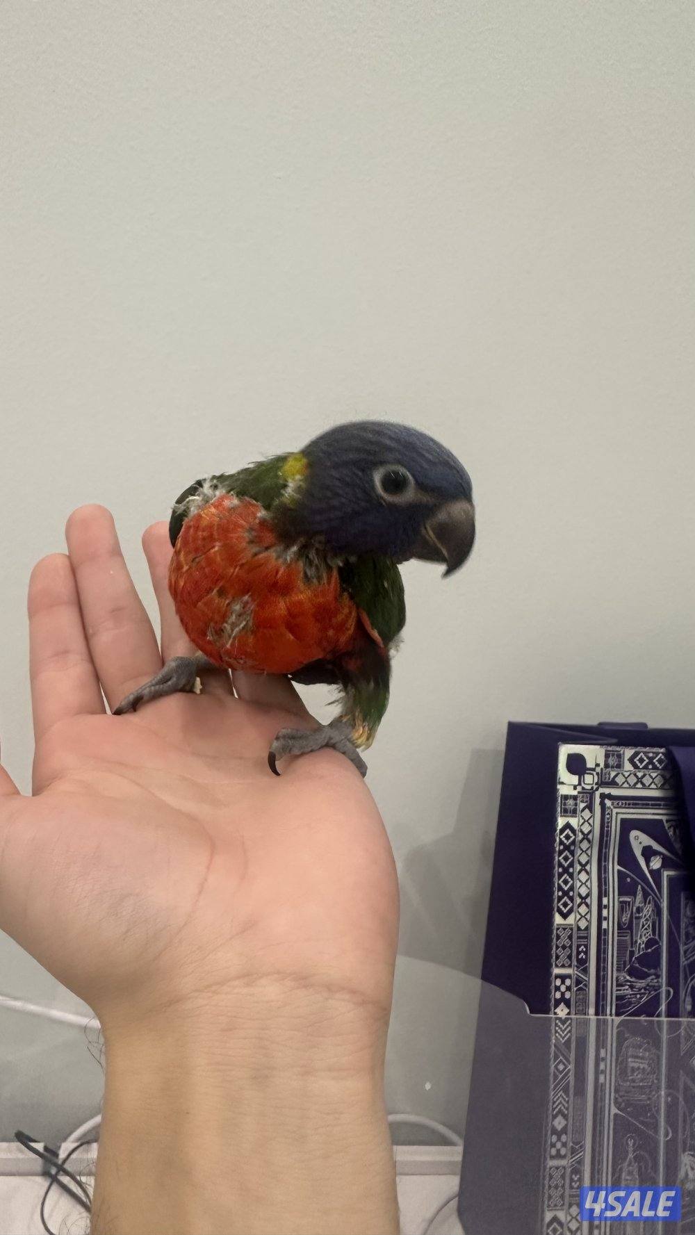 لوري كاسكو فروخ0