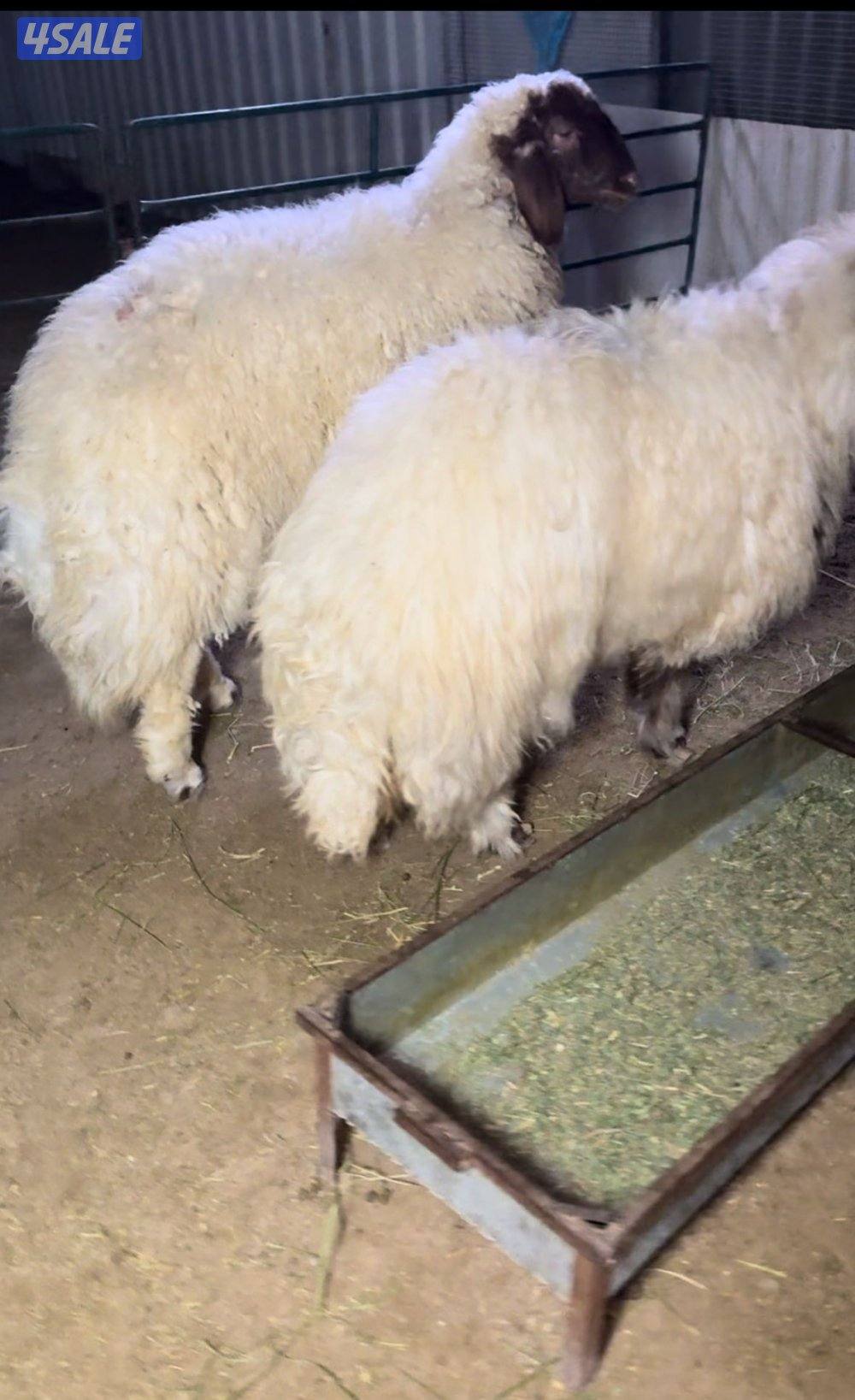 للبيع نعيم محلي + شفالي وكرماني قديم1