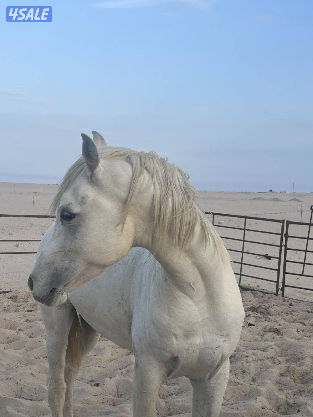 للبيع فحل عربي بيور0