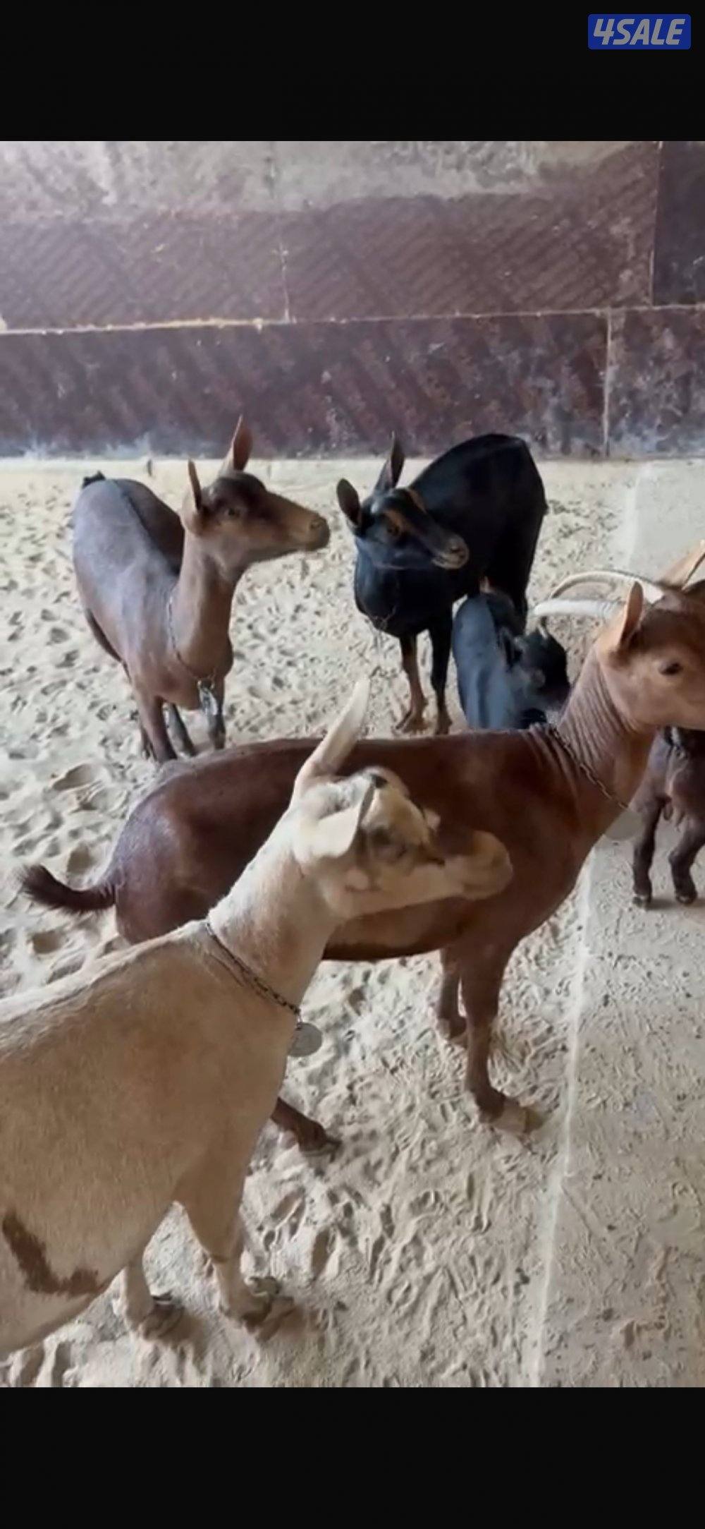 بربريات للبيع0