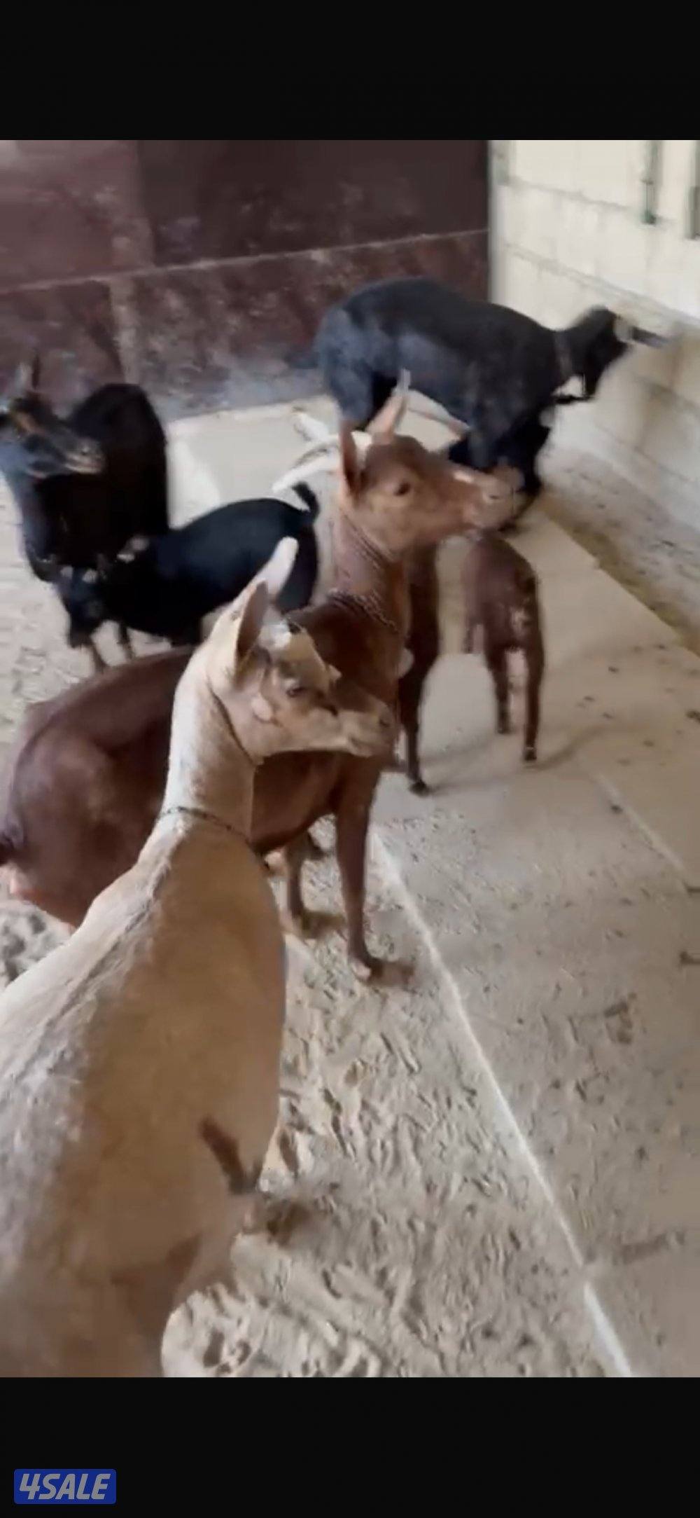 بربريات للبيع1