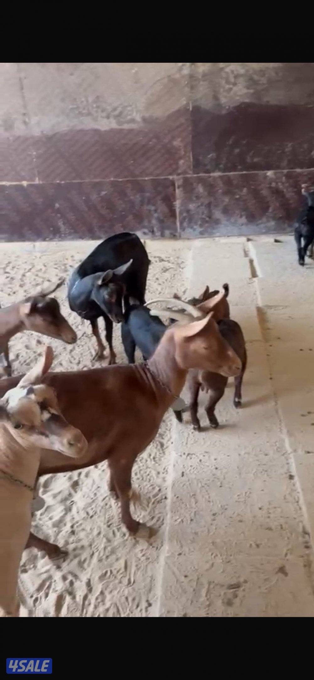 بربريات للبيع2