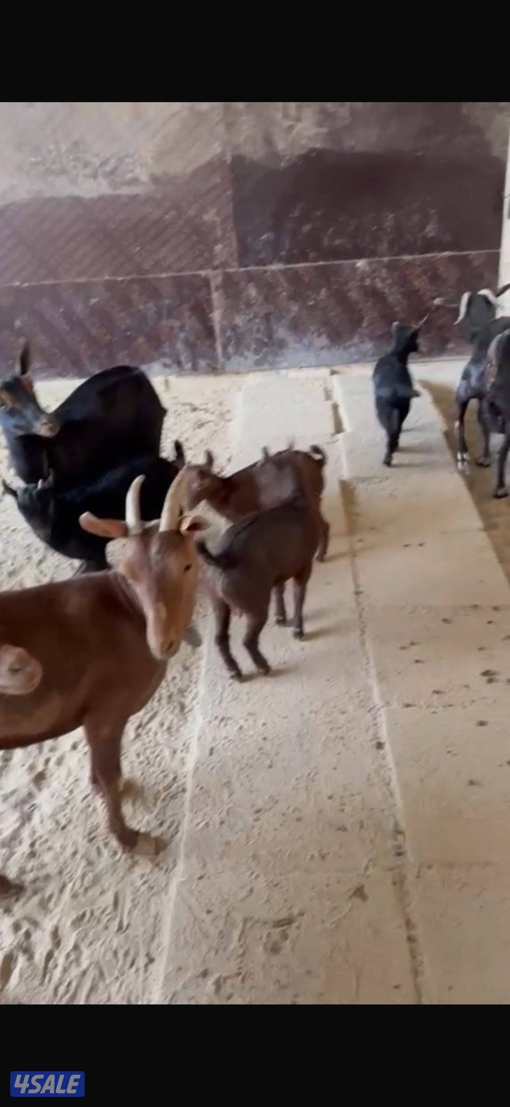 بربريات للبيع3