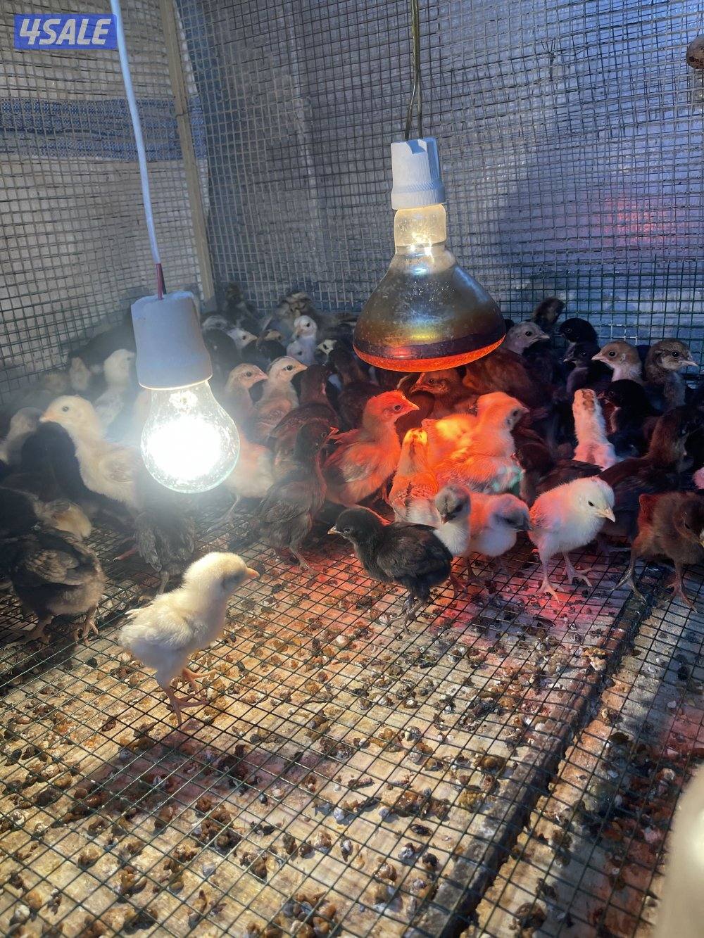 للبيع صيصان عربي متنوعه 400 حبه عمر شهر وعمر ثلاث أسابيع0