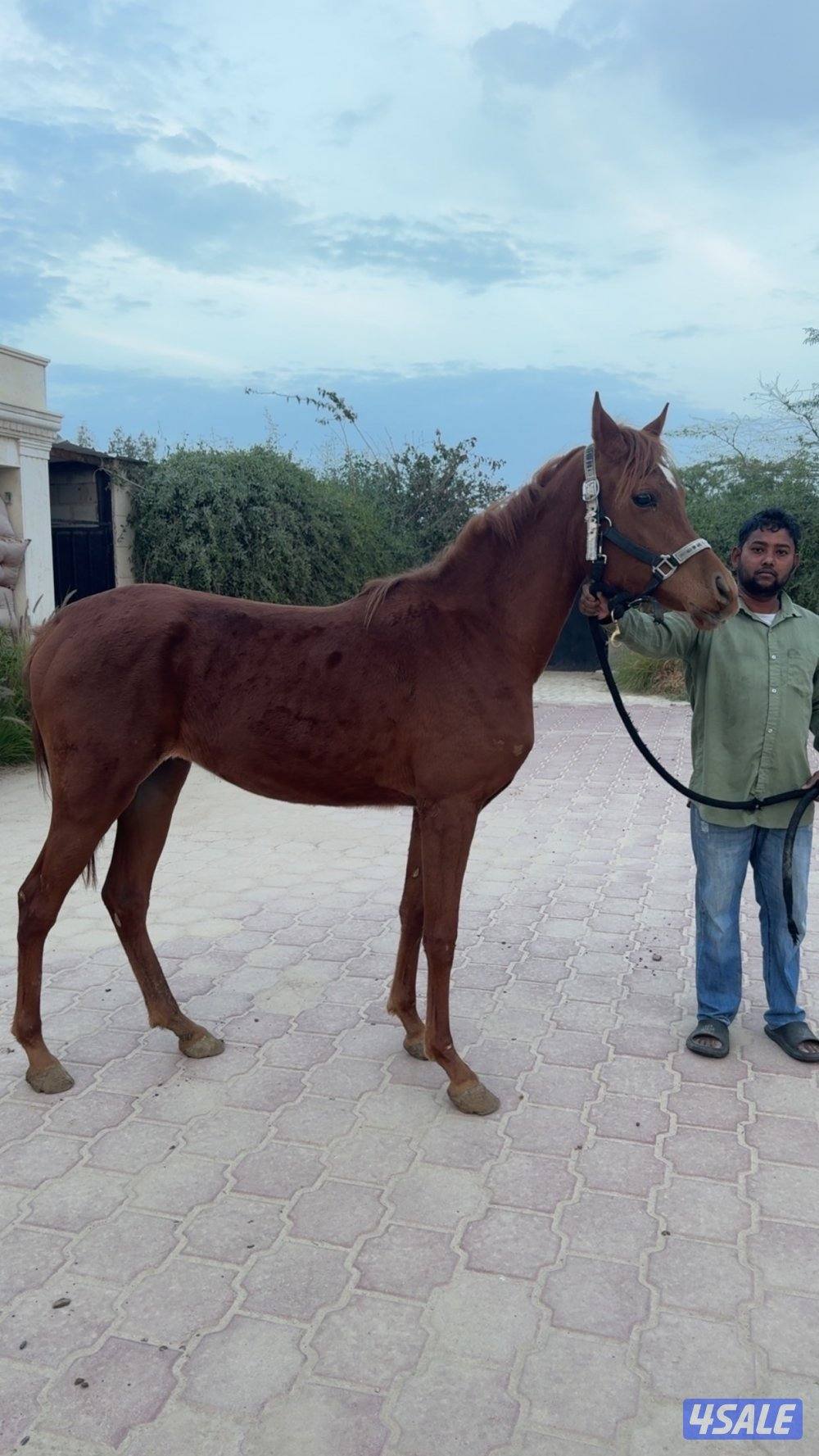 مهره للبيع مواليد ٢٠٢٣ بنت دي عسل شرط سلم تقدم بالفك السفلي0