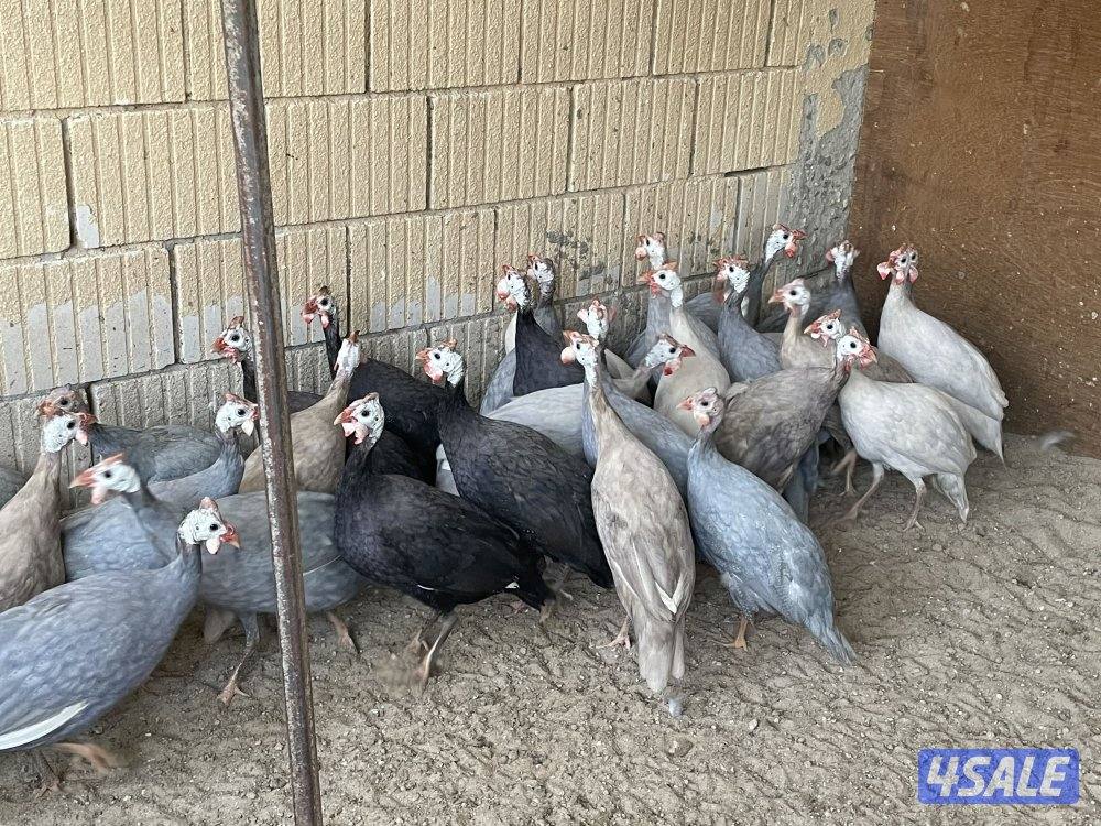 خيبر الوان افحل فقط0