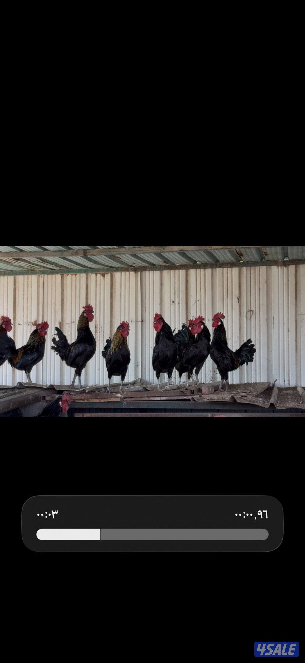 للبيع رومي و صيصان و دياجه1