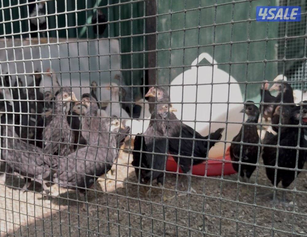 للبيع رومي و صيصان و دياجه0