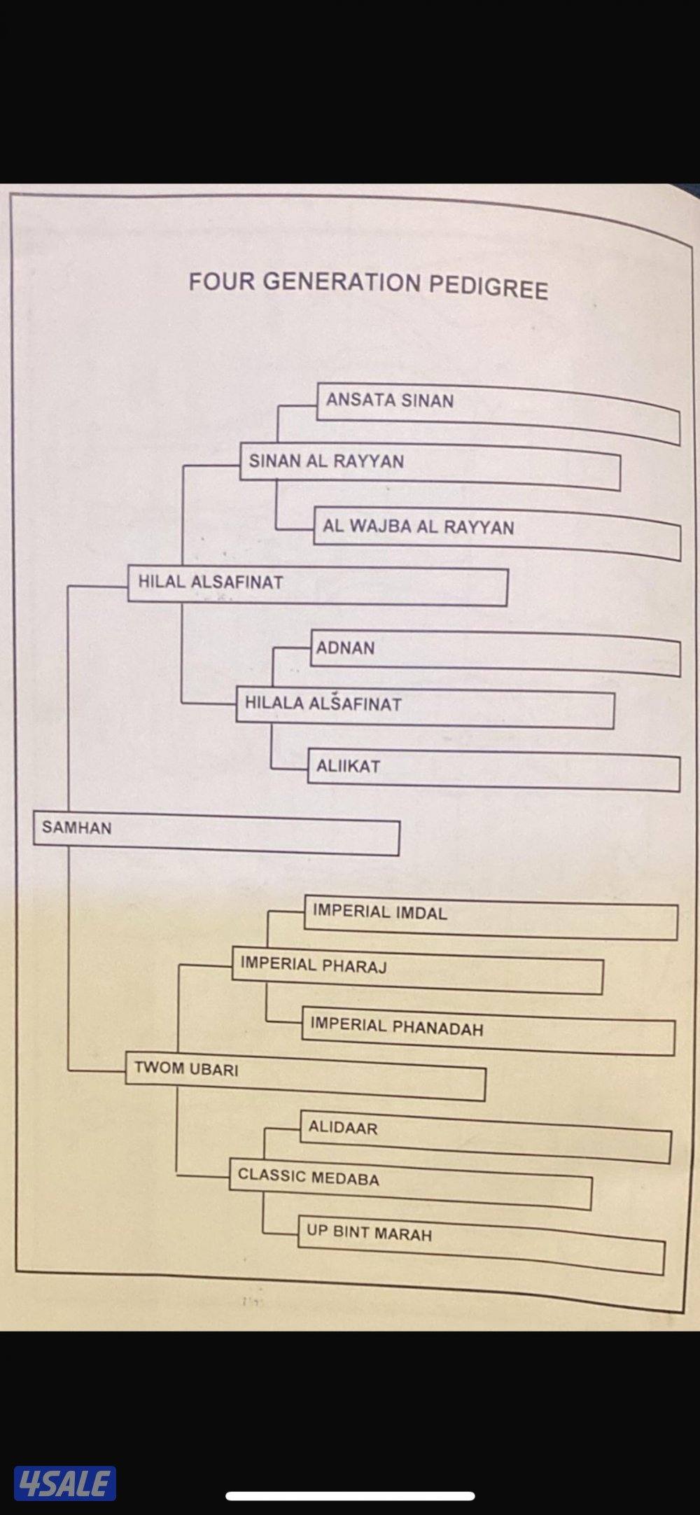 للبيع فحل عربي بيور1