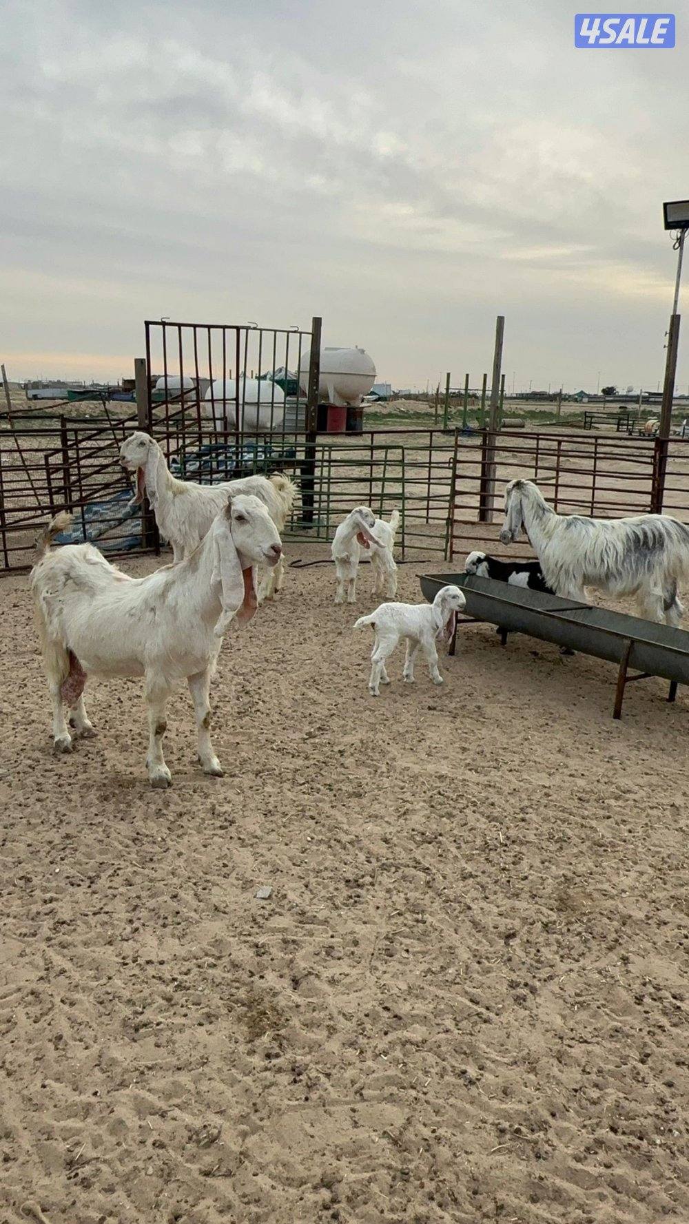 معزا ضرايب ٣ حدرها ٤0