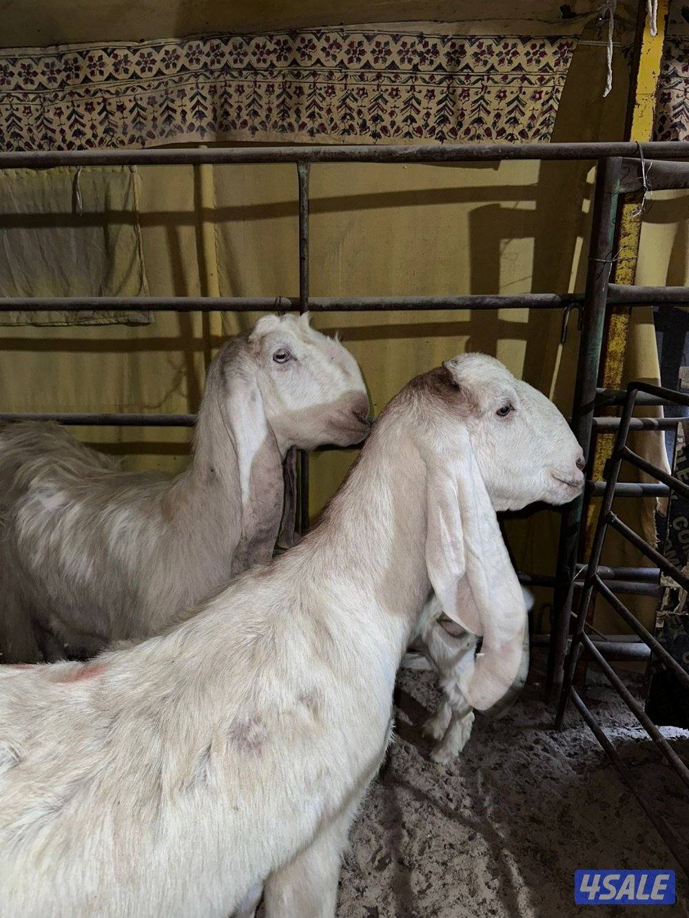 معزا ضرايب ٣ حدرها ٤2