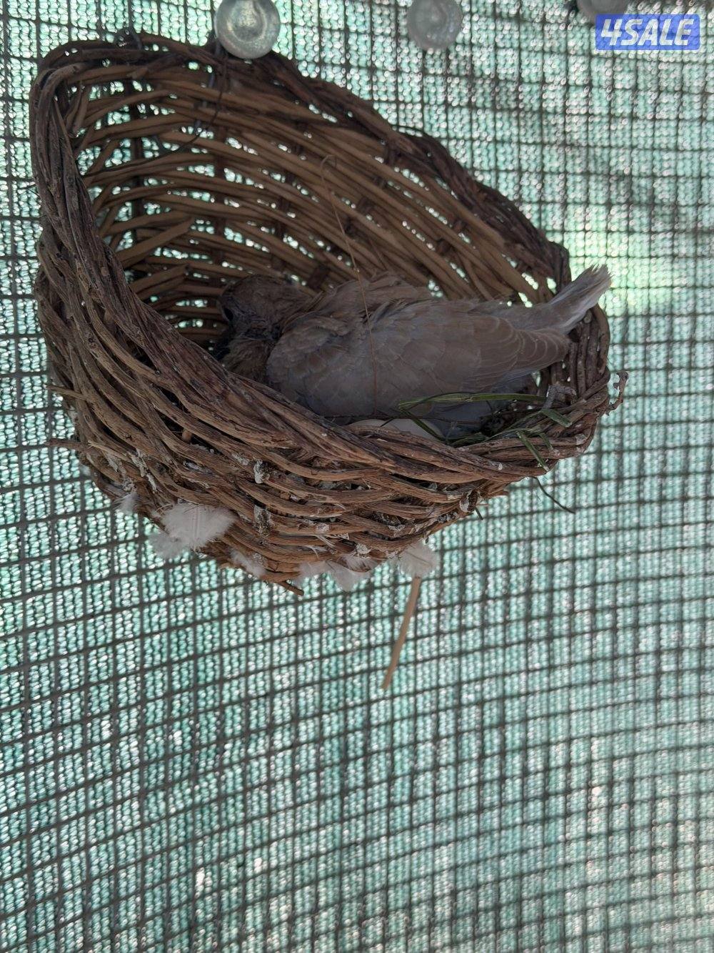 للبيع على هالمحميه0