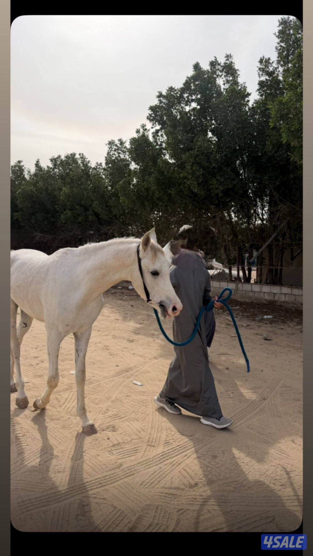 حصان حار وركوبه يطرب شرط السلم0