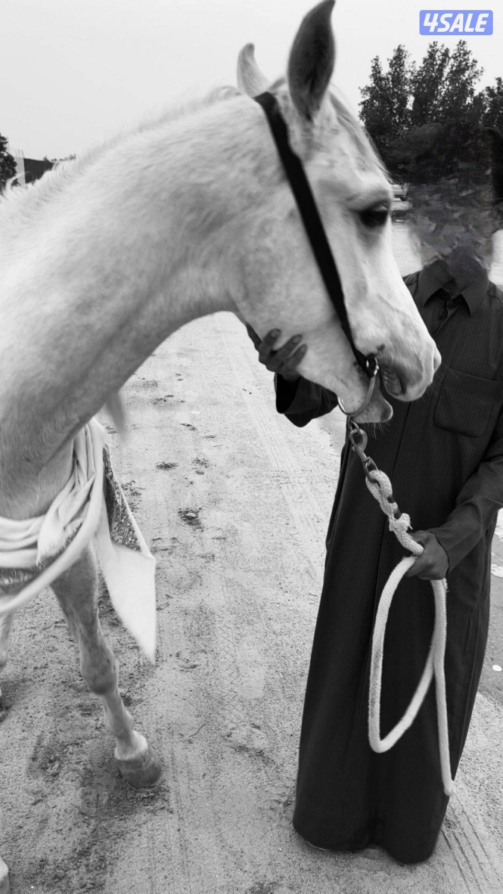 حصان حار وركوبه يطرب شرط السلم1