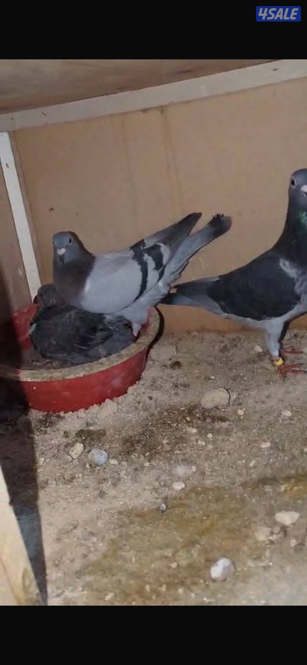 ازواج زاجل للبيع0