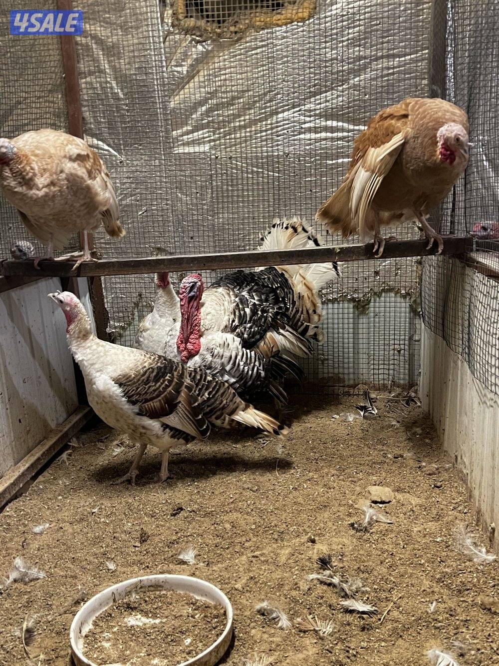 للبيع رومي0