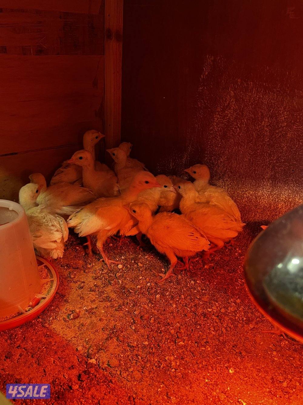 للبيع رومي1