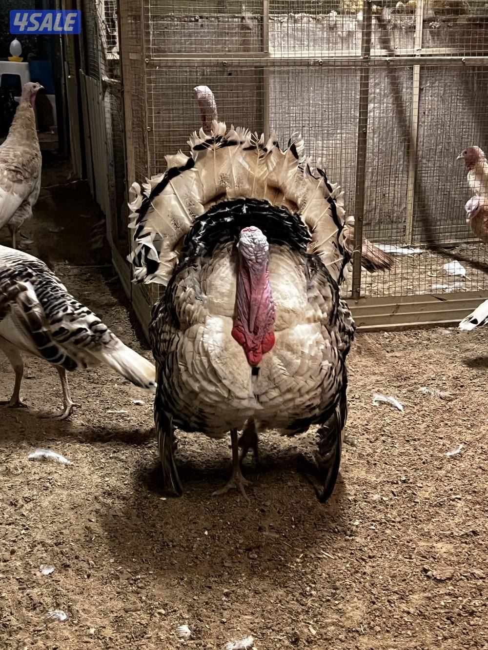 للبيع رومي2