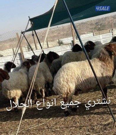 نشتري جميع انواع الحلال0