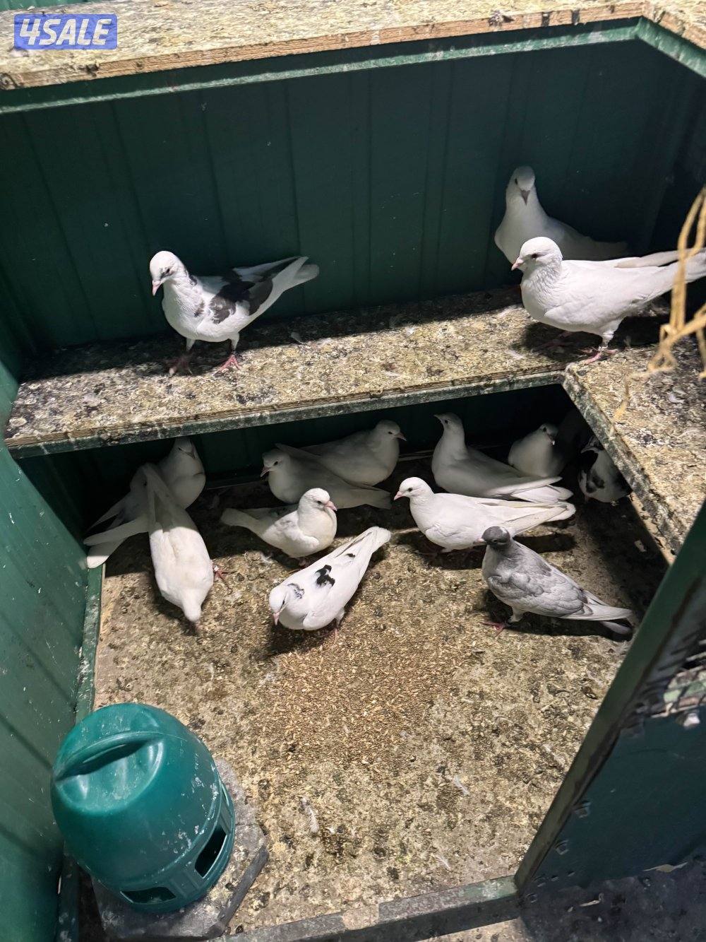 الرابيه ق 10