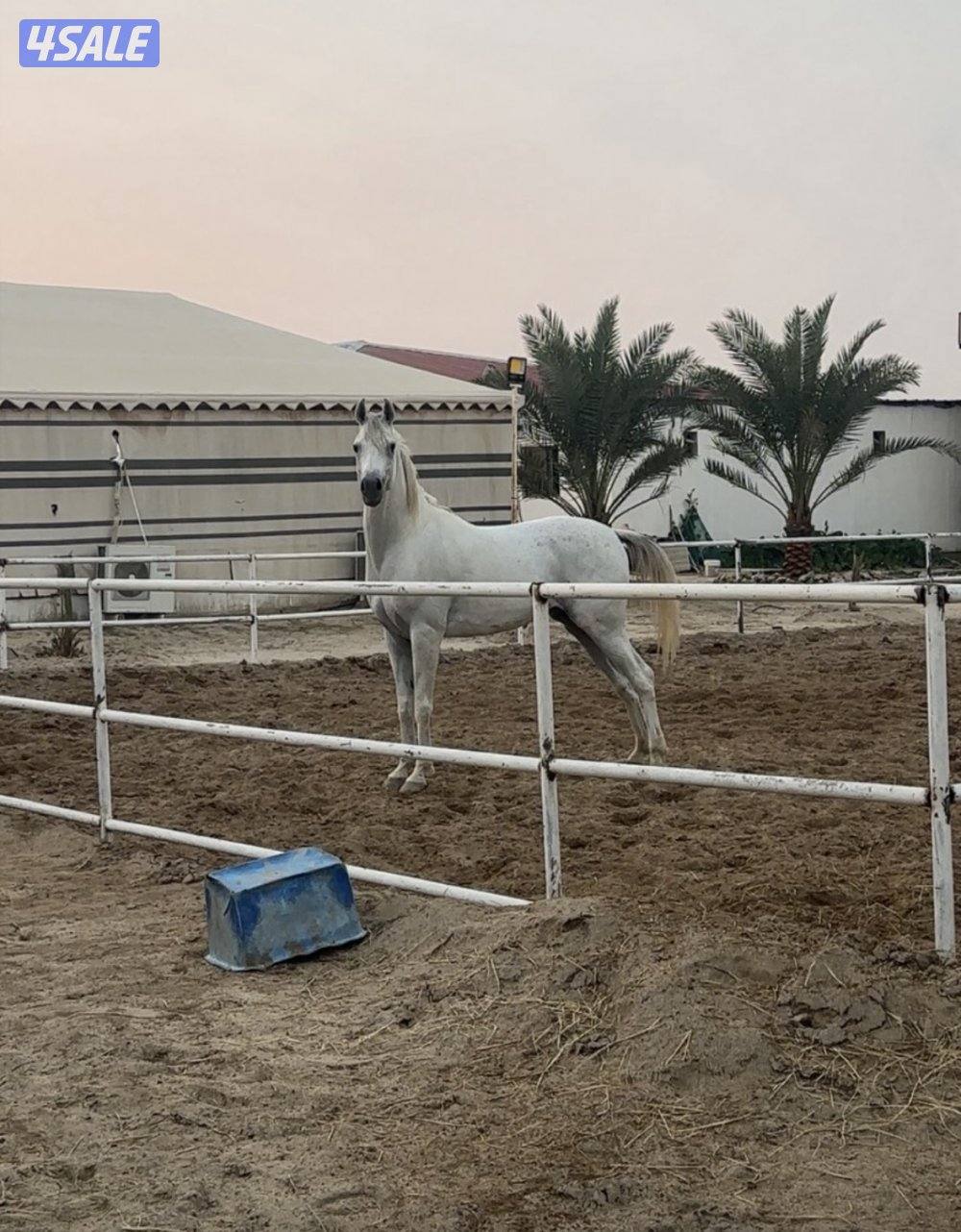 للبيع حصان مصري مواليد ٢١ على السوم0