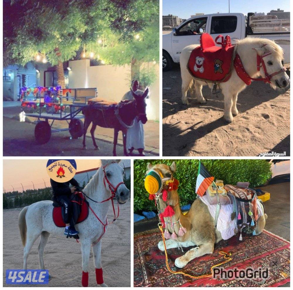 للأيجار بوني وعربانه حنطور توصيل جميع مناطق الكويت احجز الان للقرقيعان0