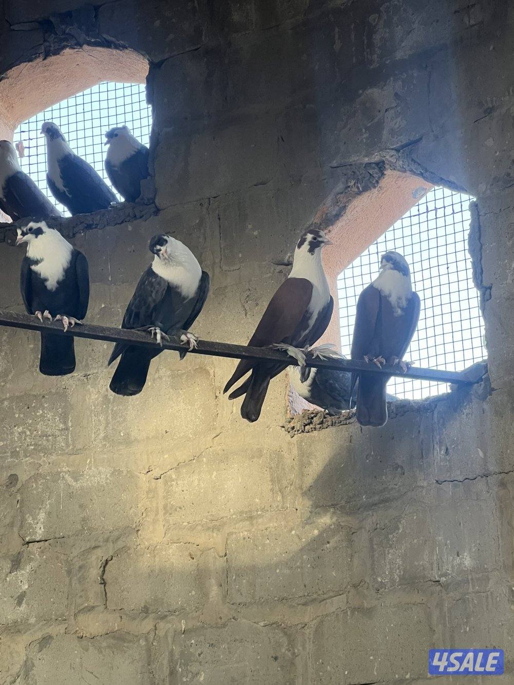 حمام سلفر الزوج٣ د.ك وحمام بغدادي شبب منتجين البيع جمله الزوج٦1