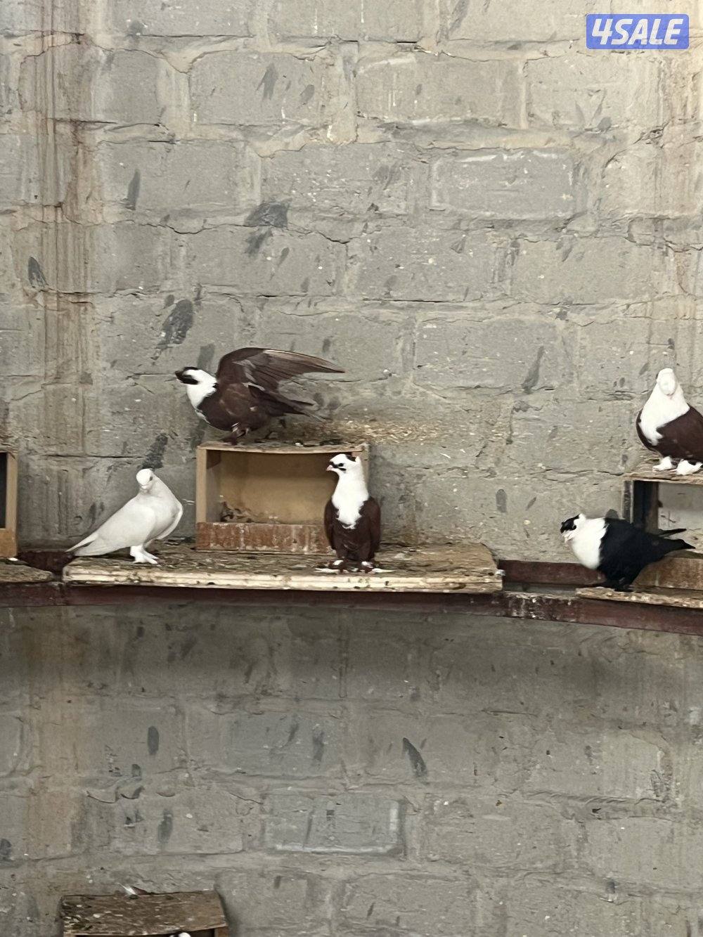 حمام سلفر الزوج٣ د.ك وحمام بغدادي شبب منتجين البيع جمله الزوج٦3