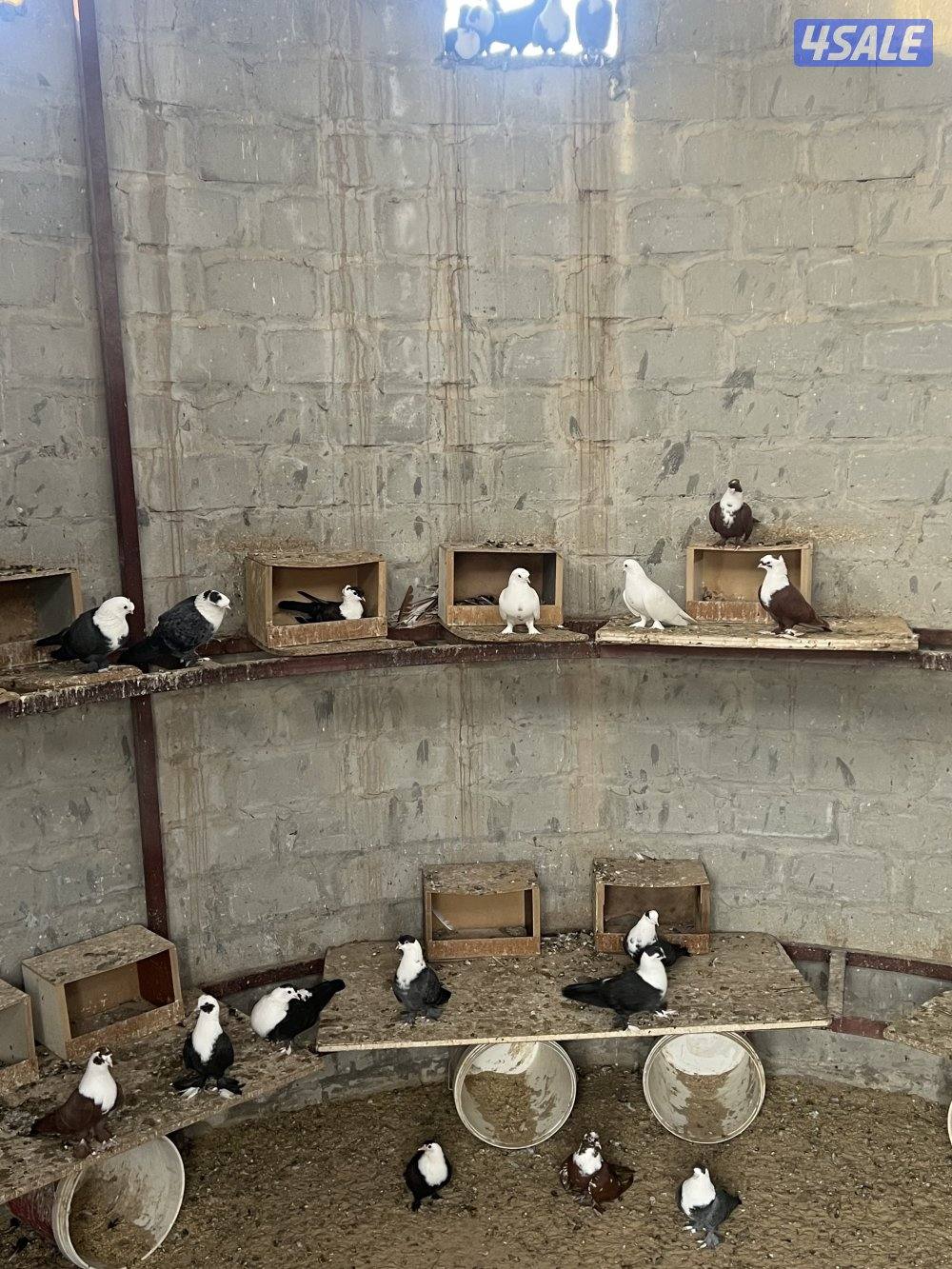 حمام سلفر الزوج٣ د.ك وحمام بغدادي شبب منتجين البيع جمله الزوج٦4
