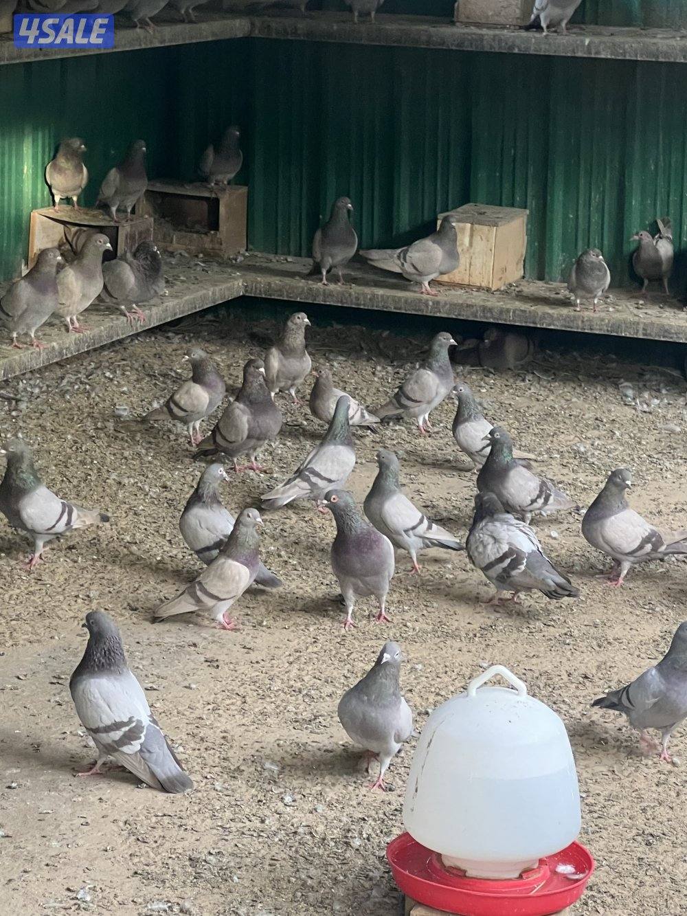 حمام سلفر الزوج٣ د.ك وحمام بغدادي شبب منتجين البيع جمله الزوج٦5
