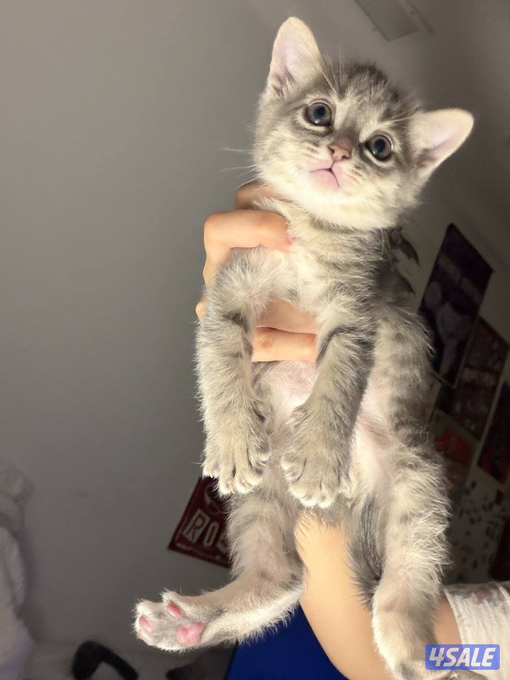 كيتنز برتش للبيع شي نظيف1