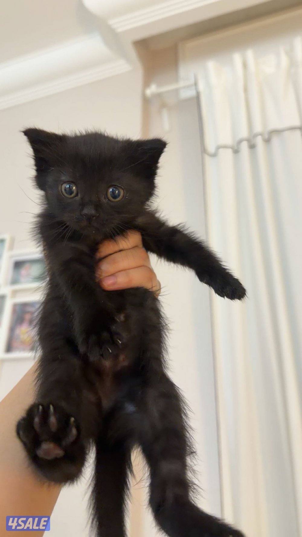 كيتنز برتش للبيع شي نظيف2