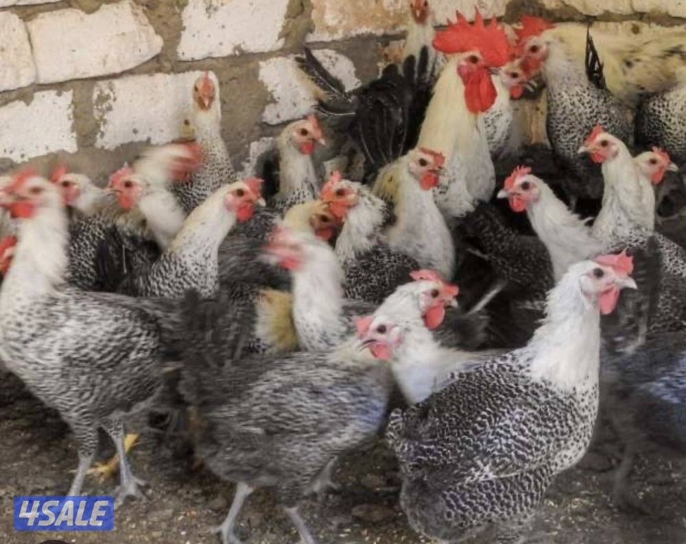 فيومي و فري وحمام الوزان والشركة0