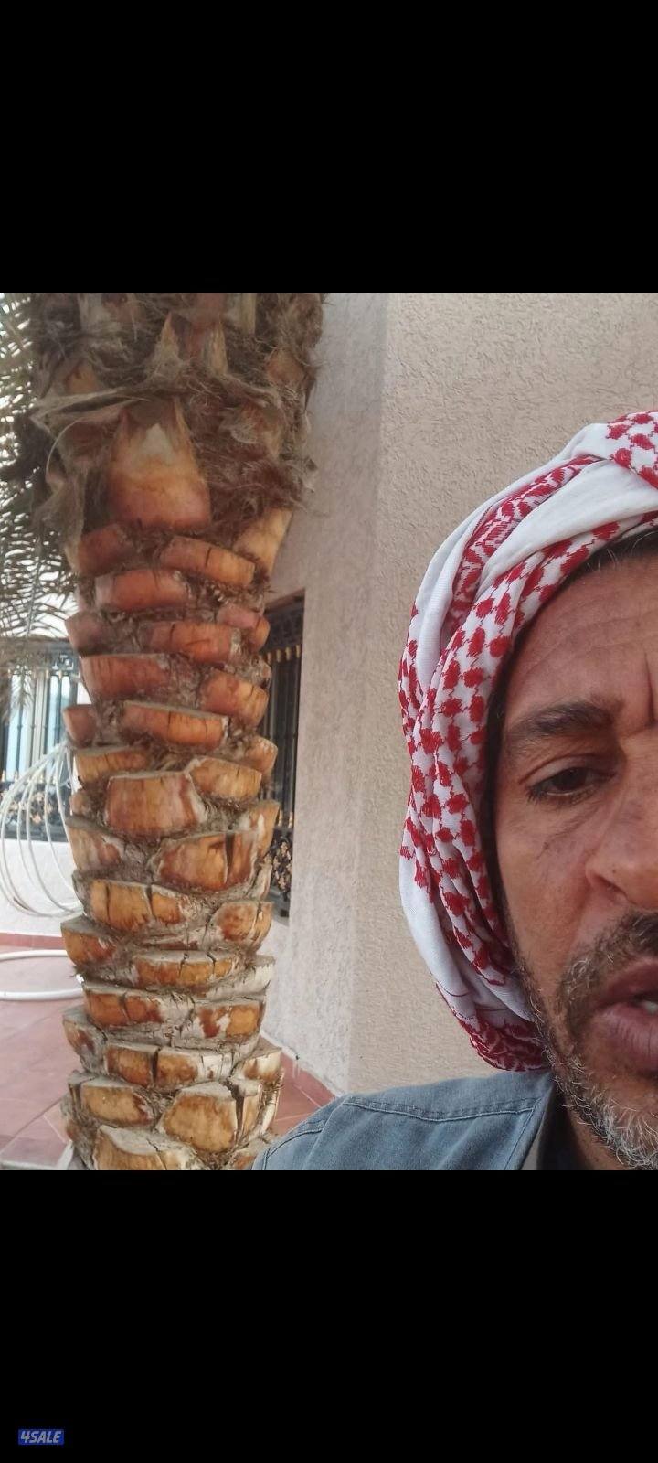 أبو مصطفى راعي النخل تلقيح وتكريب وشلع النخيل0