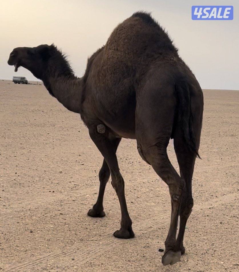 للبيع ناقه صفره على أعشار طيبه0