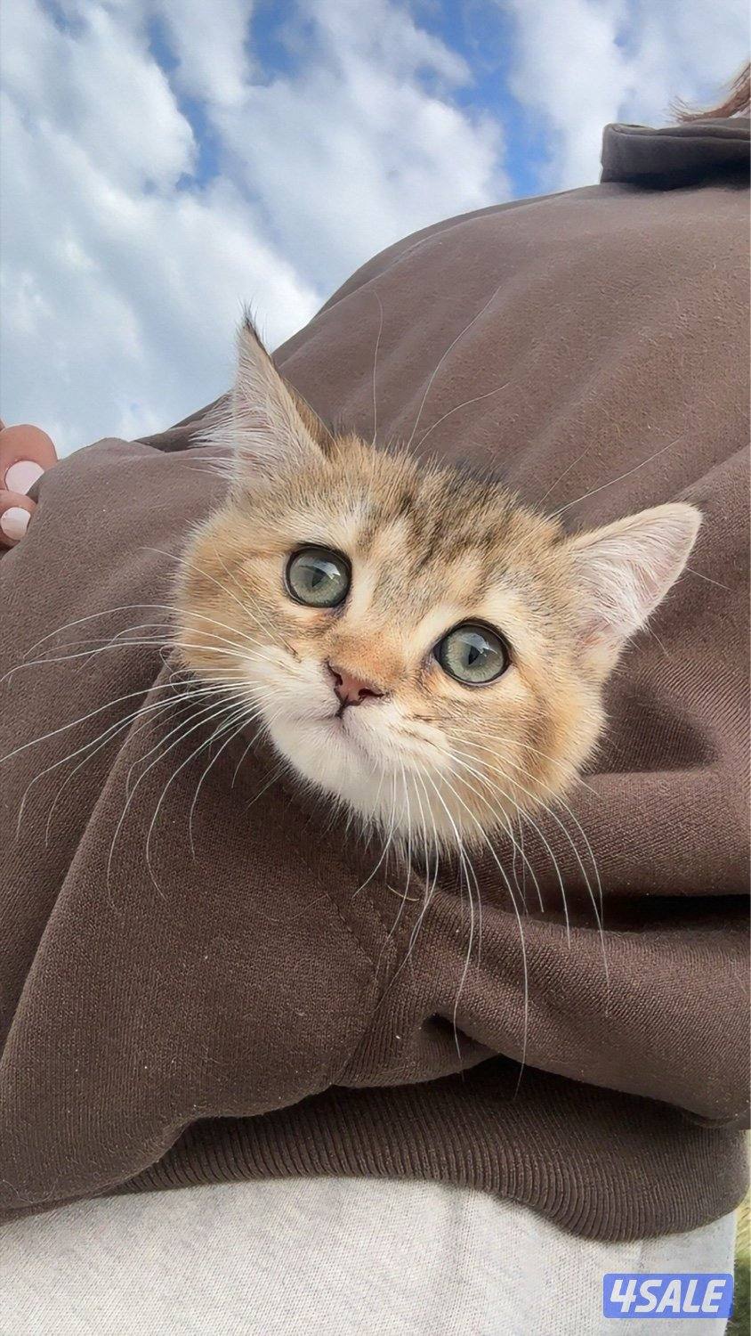 كيتن ذكر سكوتيش ابوه ملك جمال مسجل للبيع0