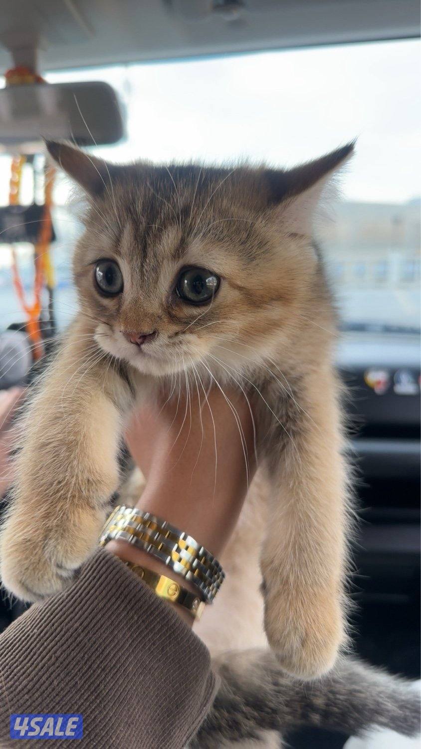 كيتن ذكر سكوتيش ابوه ملك جمال مسجل للبيع1