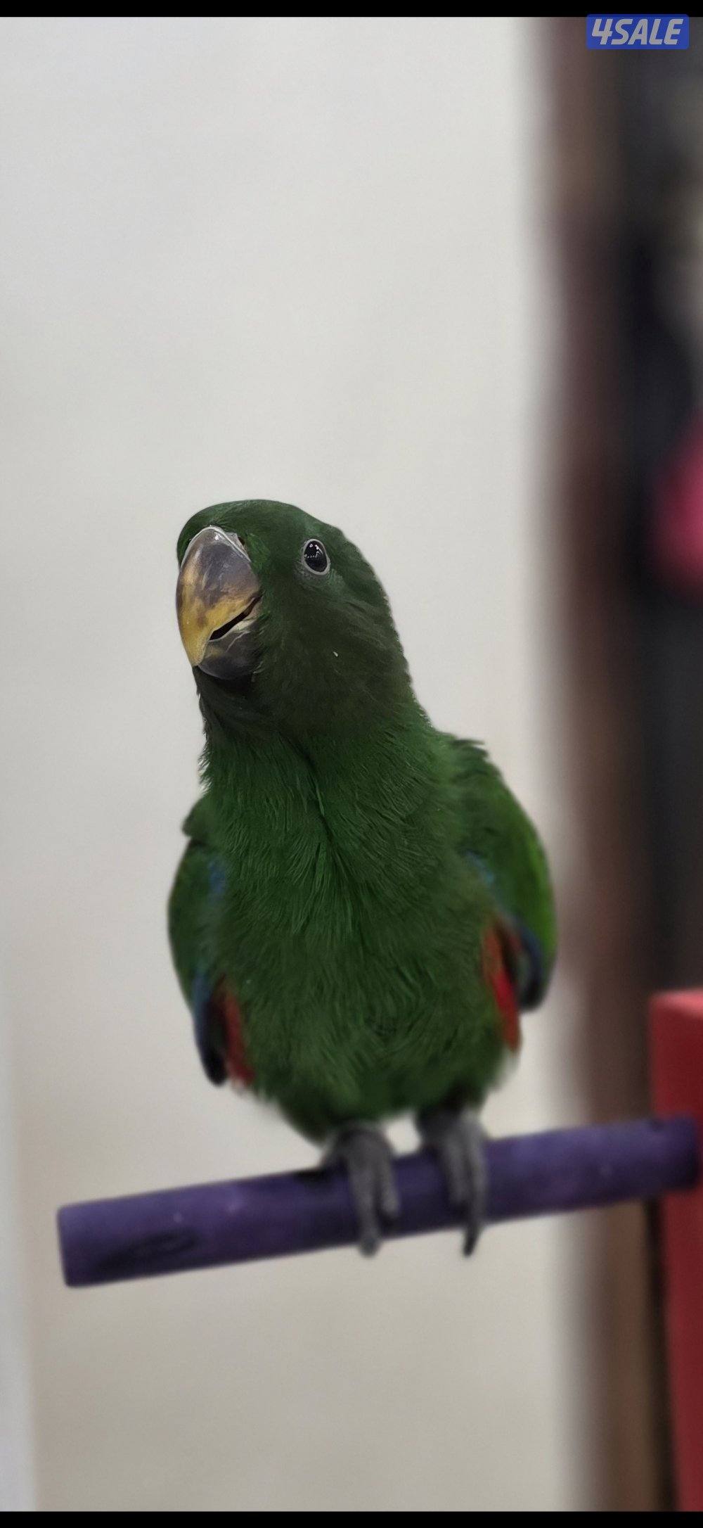 مفقود طير اكليكتوس0