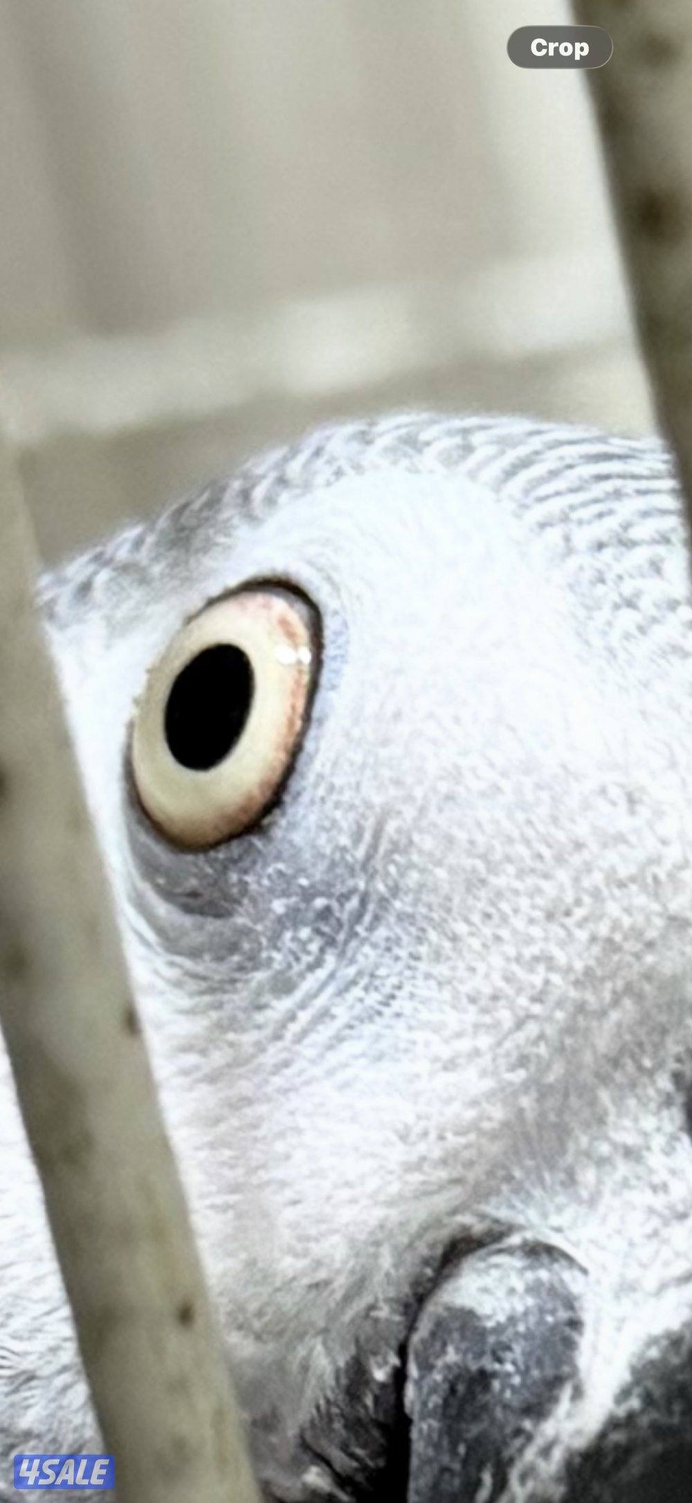 بغبغاء كاسكو اليف متكلم نظيف جدا العمر سنه ونص0