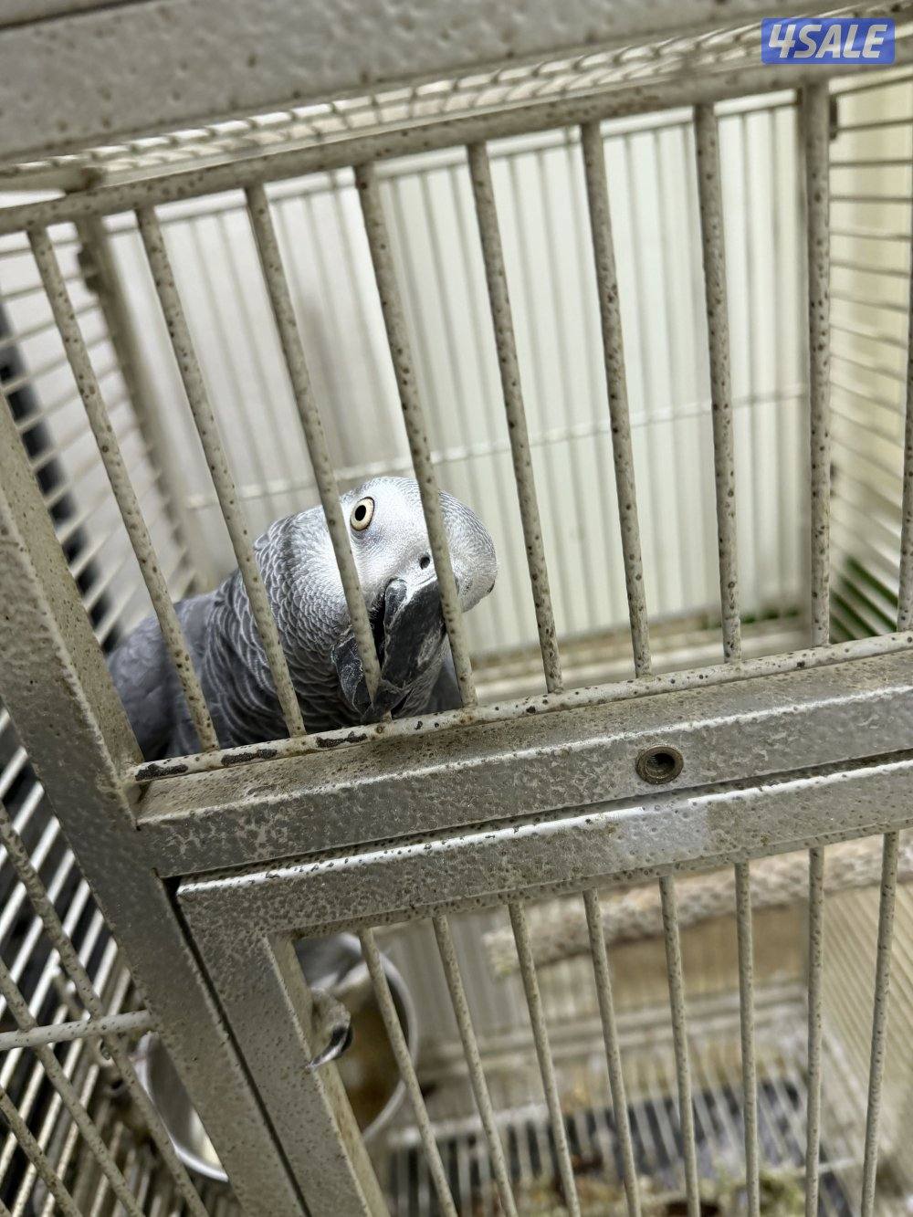 بغبغاء كاسكو اليف متكلم نظيف جدا العمر سنه ونص1