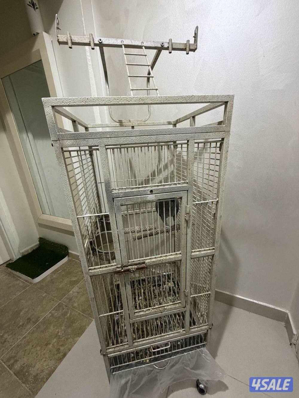 بغبغاء كاسكو اليف متكلم نظيف جدا العمر سنه ونص2