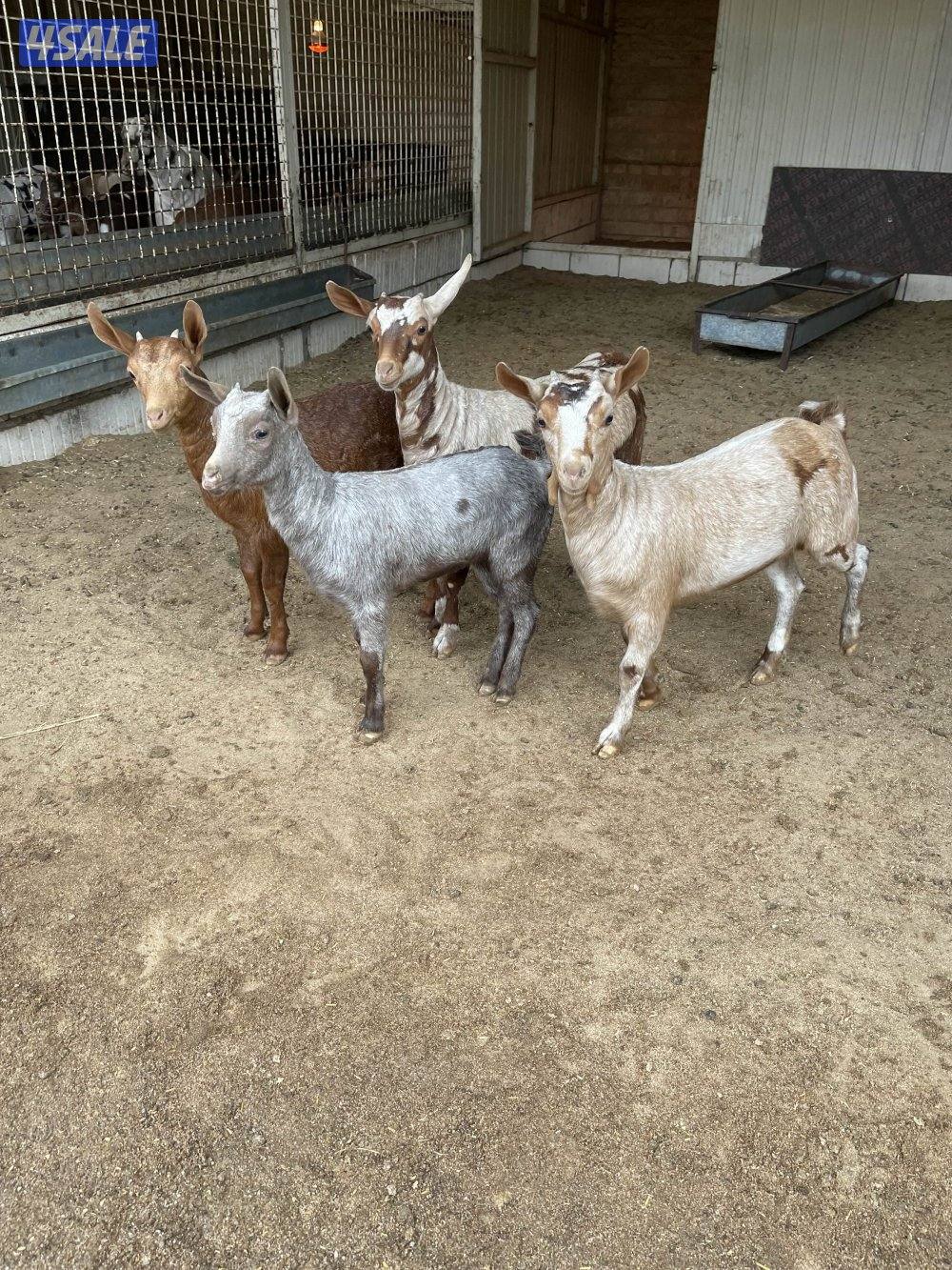 جفار بربريات0