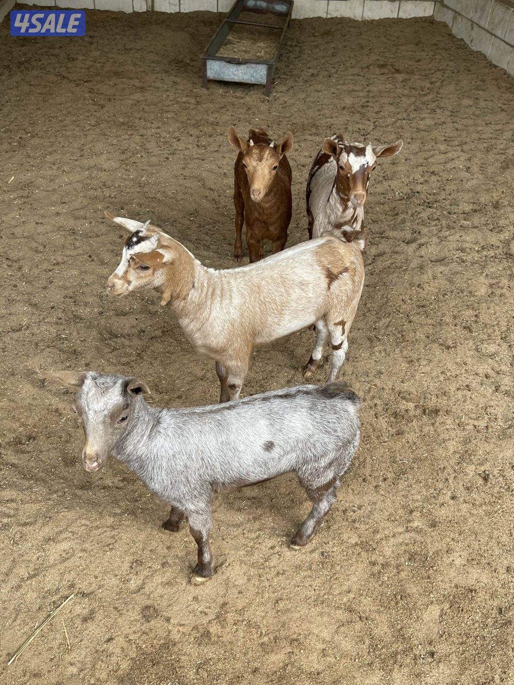 جفار بربريات1