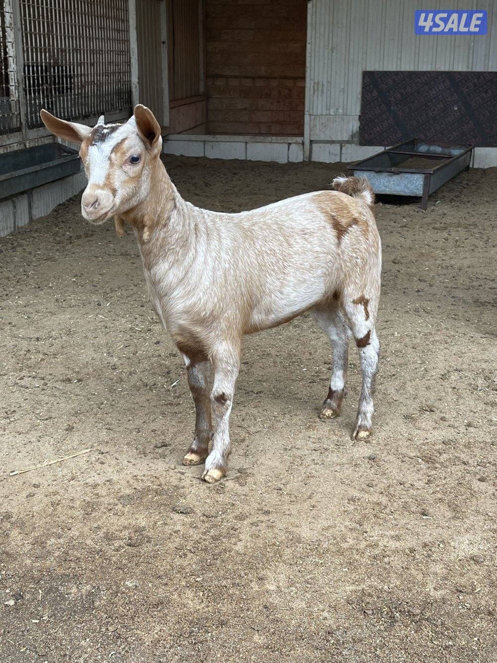 جفار بربريات2