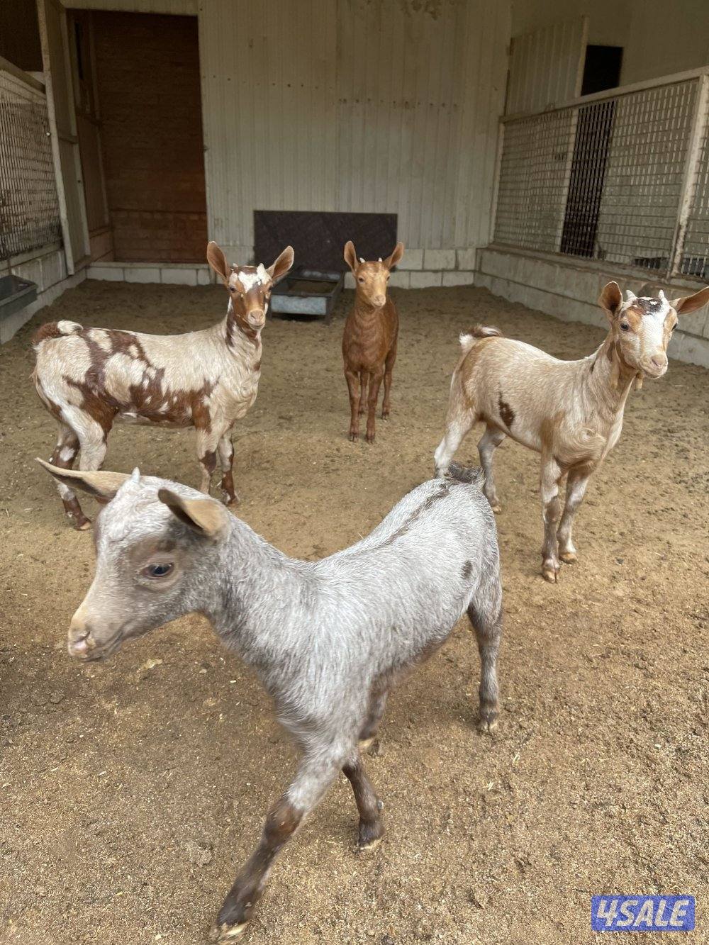 جفار بربريات4