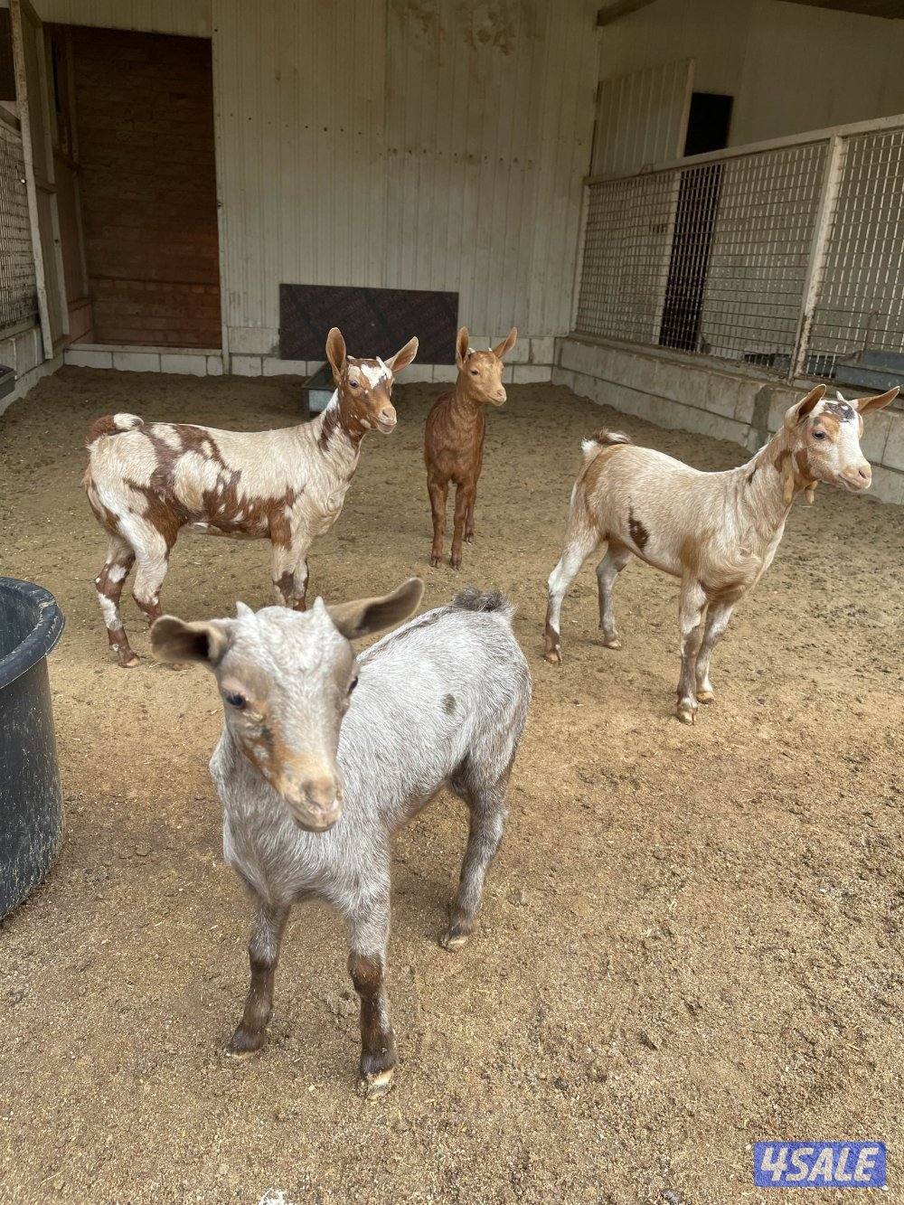 جفار بربريات5