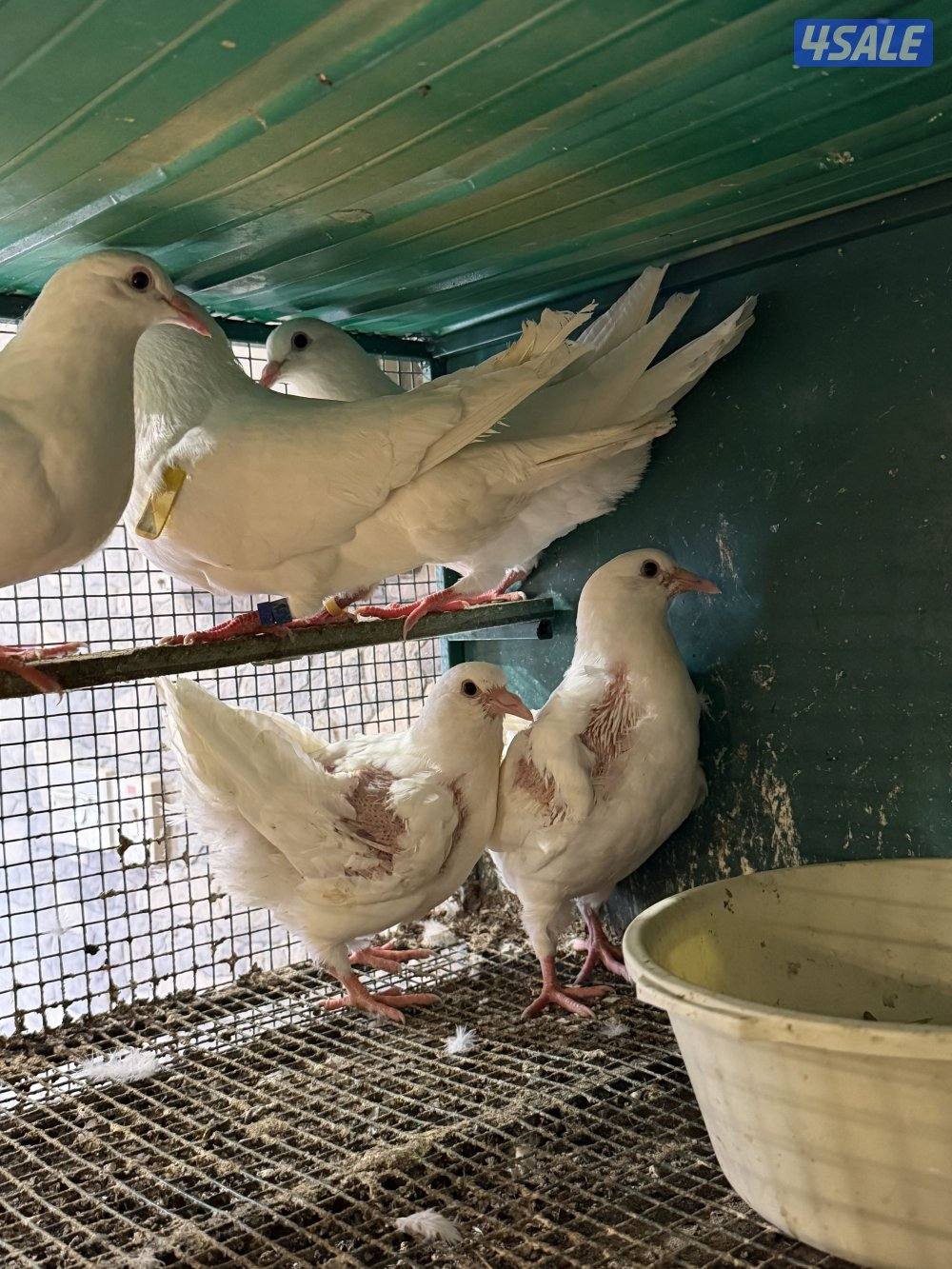 للبيع أزواج لاحم فرنسي خوارج جرنيمو مع الإنتاج1