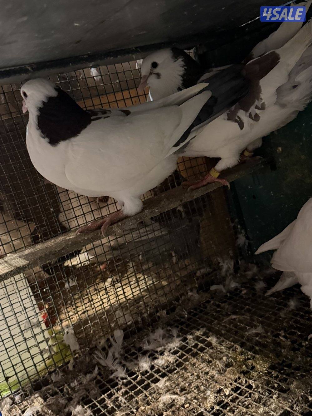 للبيع أزواج لاحم فرنسي خوارج جرنيمو مع الإنتاج2